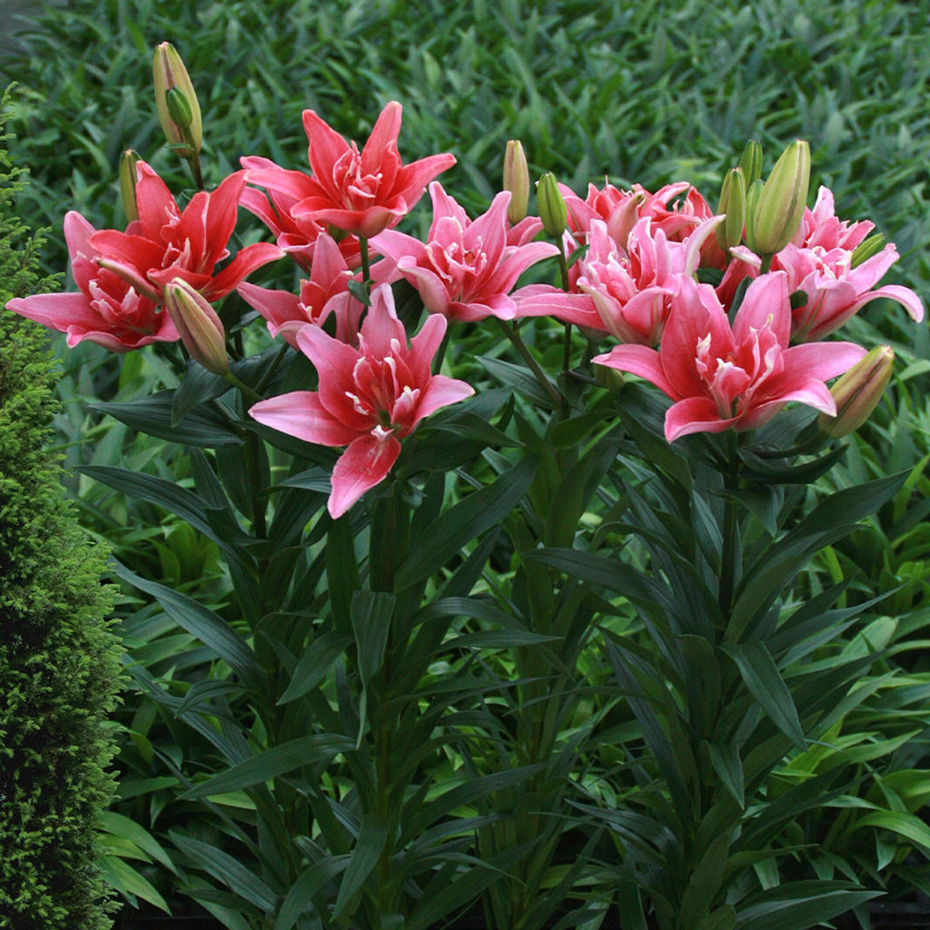 Лилия Double Lady (Азиатский гибрид, махровый) - Голландские луковицы фото 2