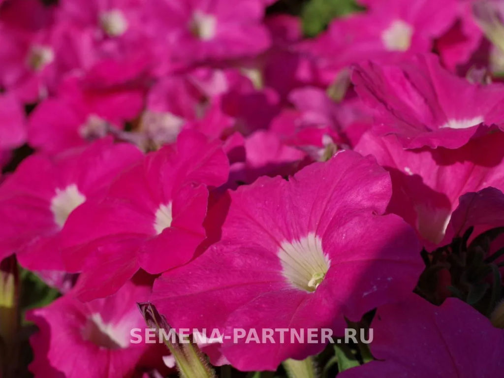 Петуния Зацветёт Short Фрешбэрри многоцветковая каскадная - Партнер фото 3