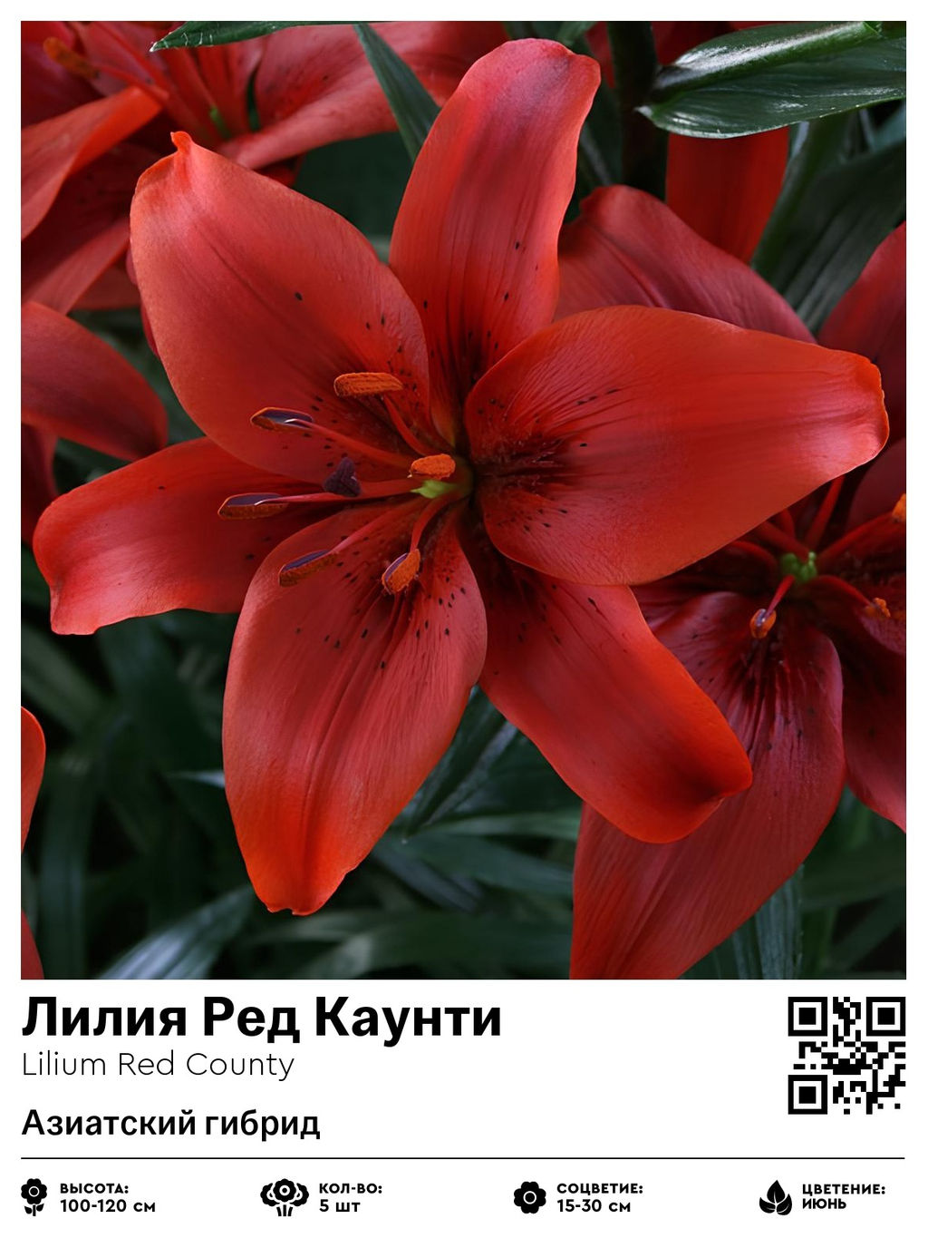 Лилия Red County (Азиатский гибрид) - Голландские луковицы фото 2