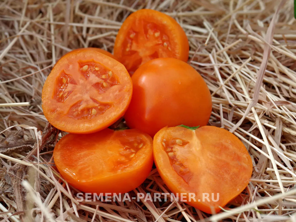 Томат Артистка - Партнер фото 6