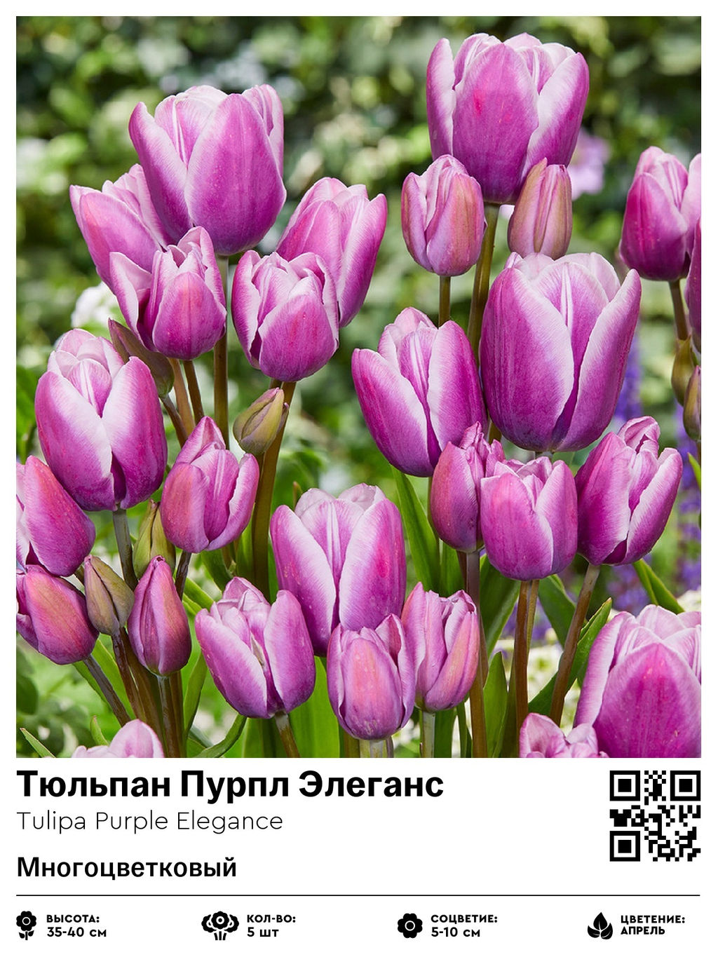 Тюльпан Purple Elegance (Многоцветковый) - Голландские луковицы фото 2