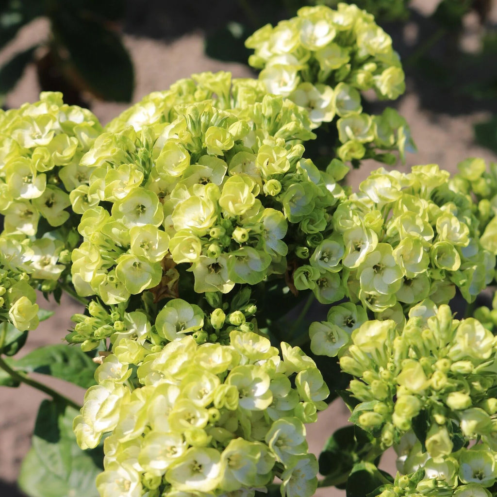 Флокс Orchid Green (Метельчатый) - Голландские луковицы фото 3