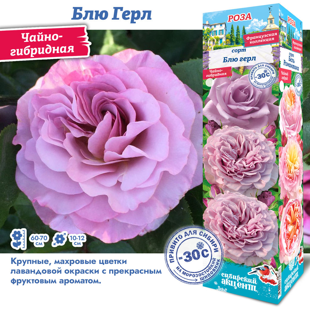 Роза Блю Герл (Чайно-гибридная) 1шт