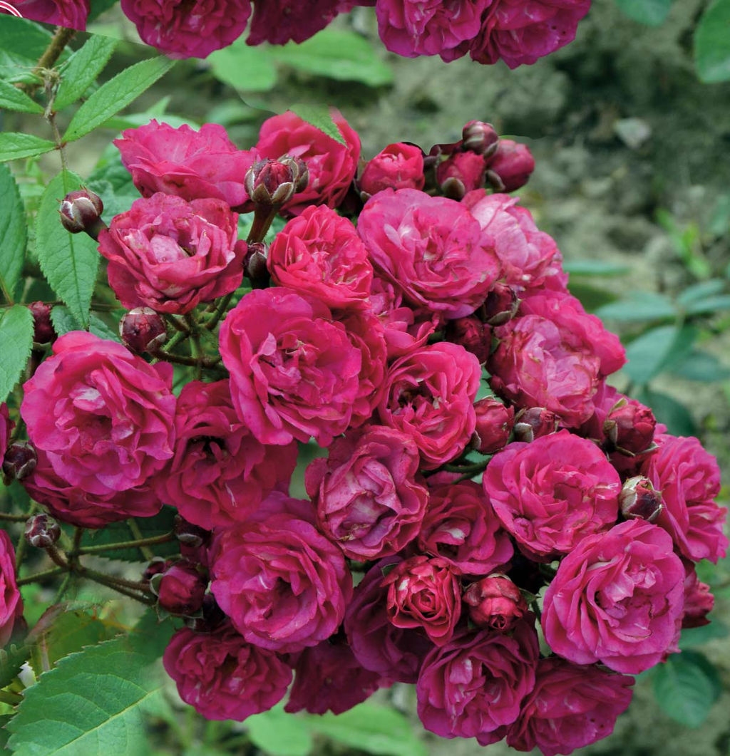 Роза Динки (Мускусная) 1шт