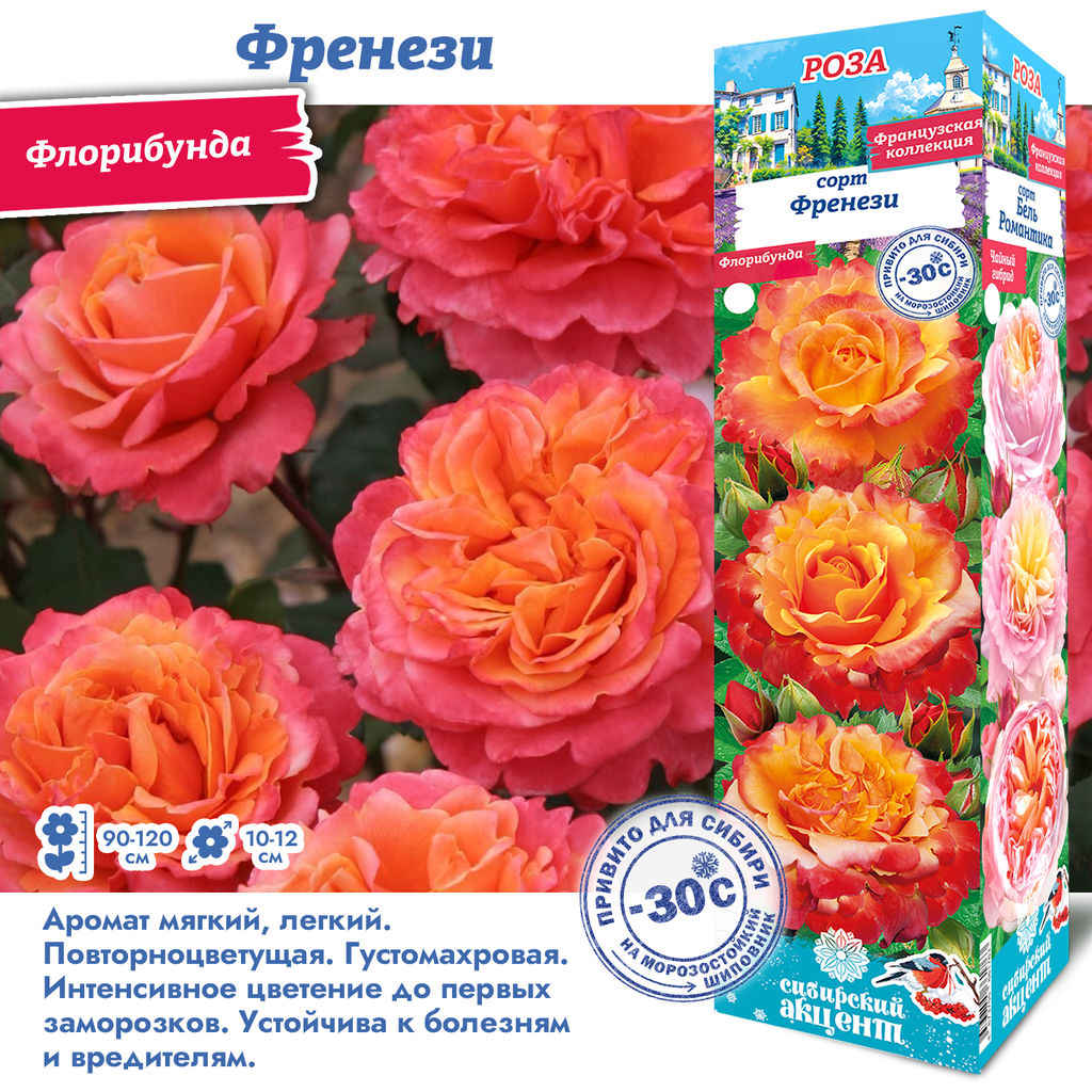 Роза Френези (Флорибунда) 1шт