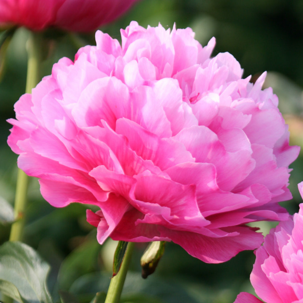 ПИОН Розовый Разбор 2/3 n Кол-во упак., шт 1