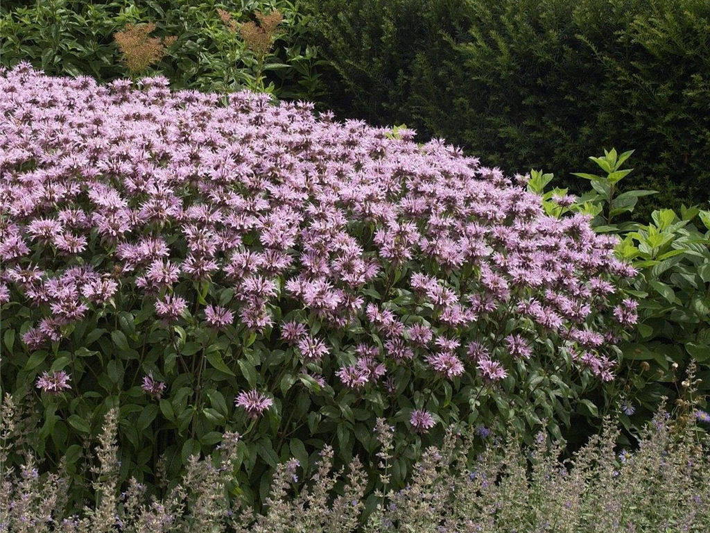 Монарда (бергамот) Бьюти Оф Кобхем - Долина роз фото 2