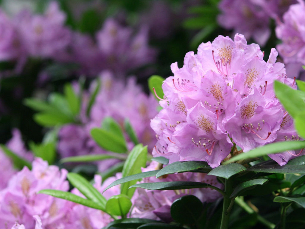 Рододендрон Von Oheimb Woislowitz (Фон Охайм-Войсловиц) - Долина роз фото 7
