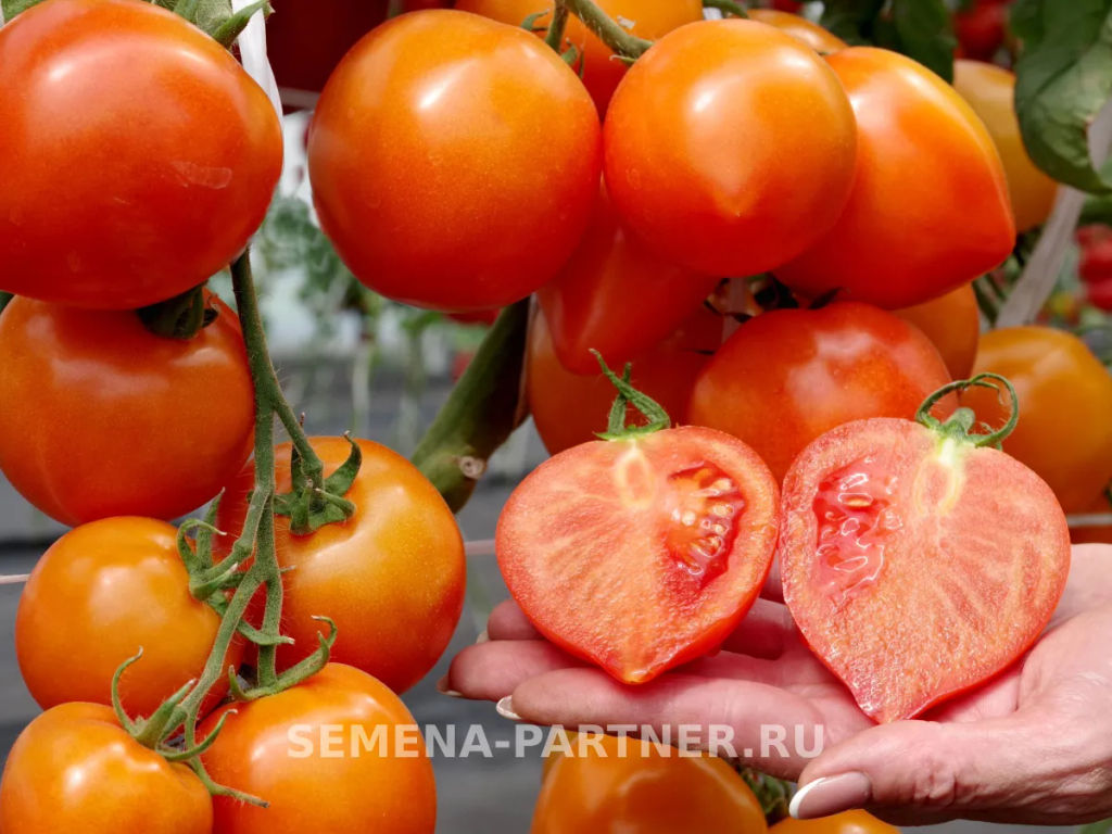 Томат Артистка - Партнер фото 5