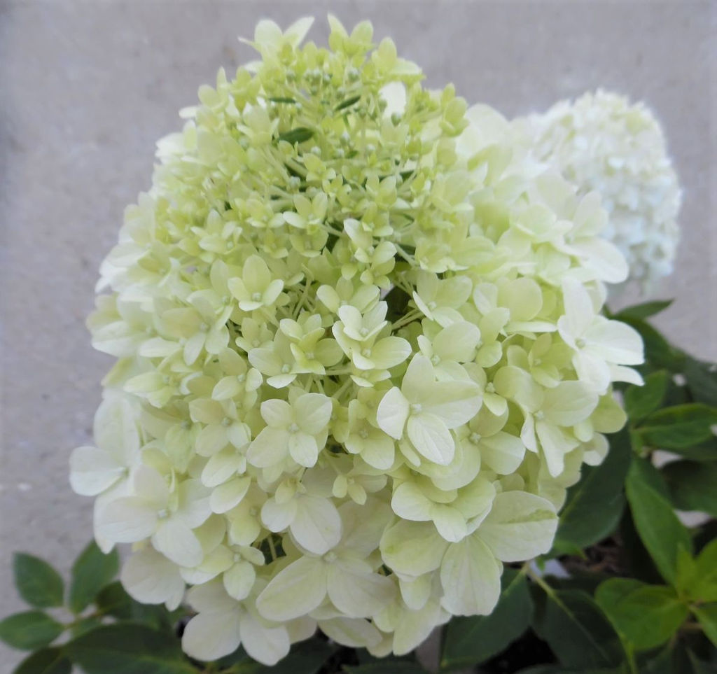 Гортензия метельчатая Little Spooky