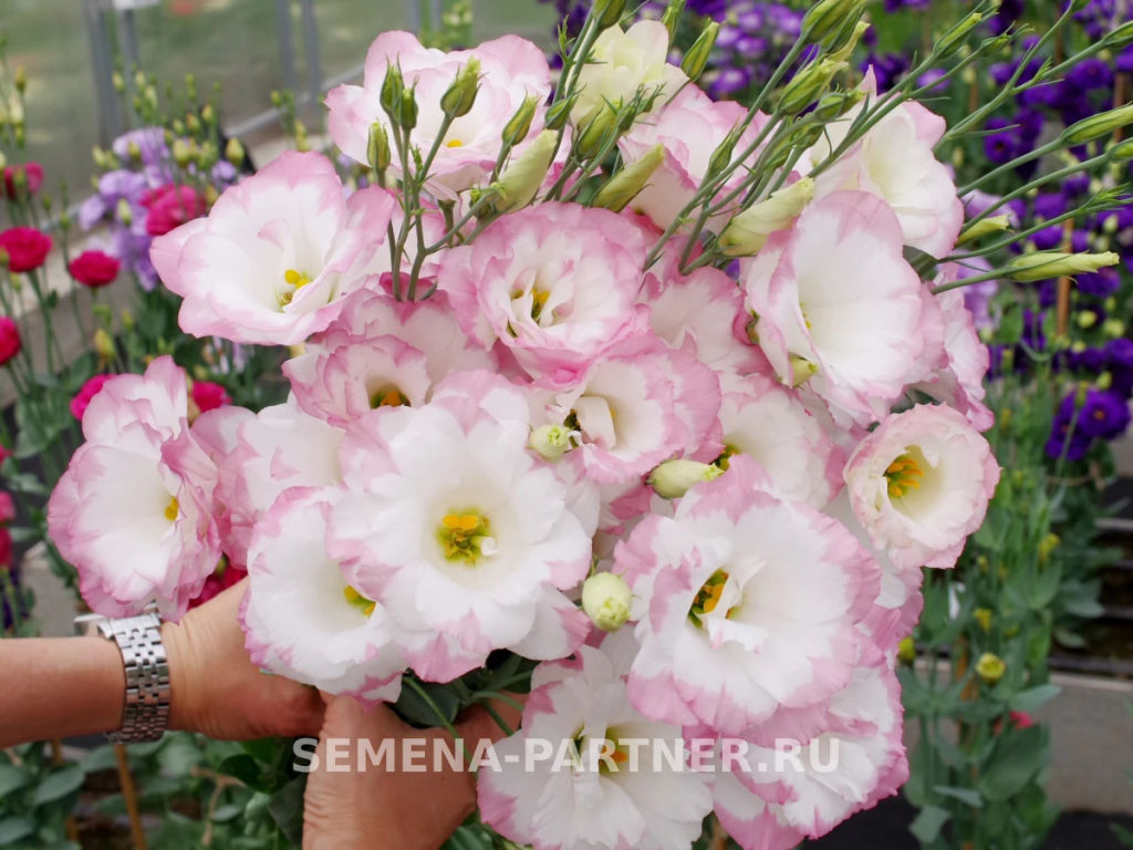 Эустома срезочная махровая бело-розовая Мадам Бенуа - Партнер фото 4