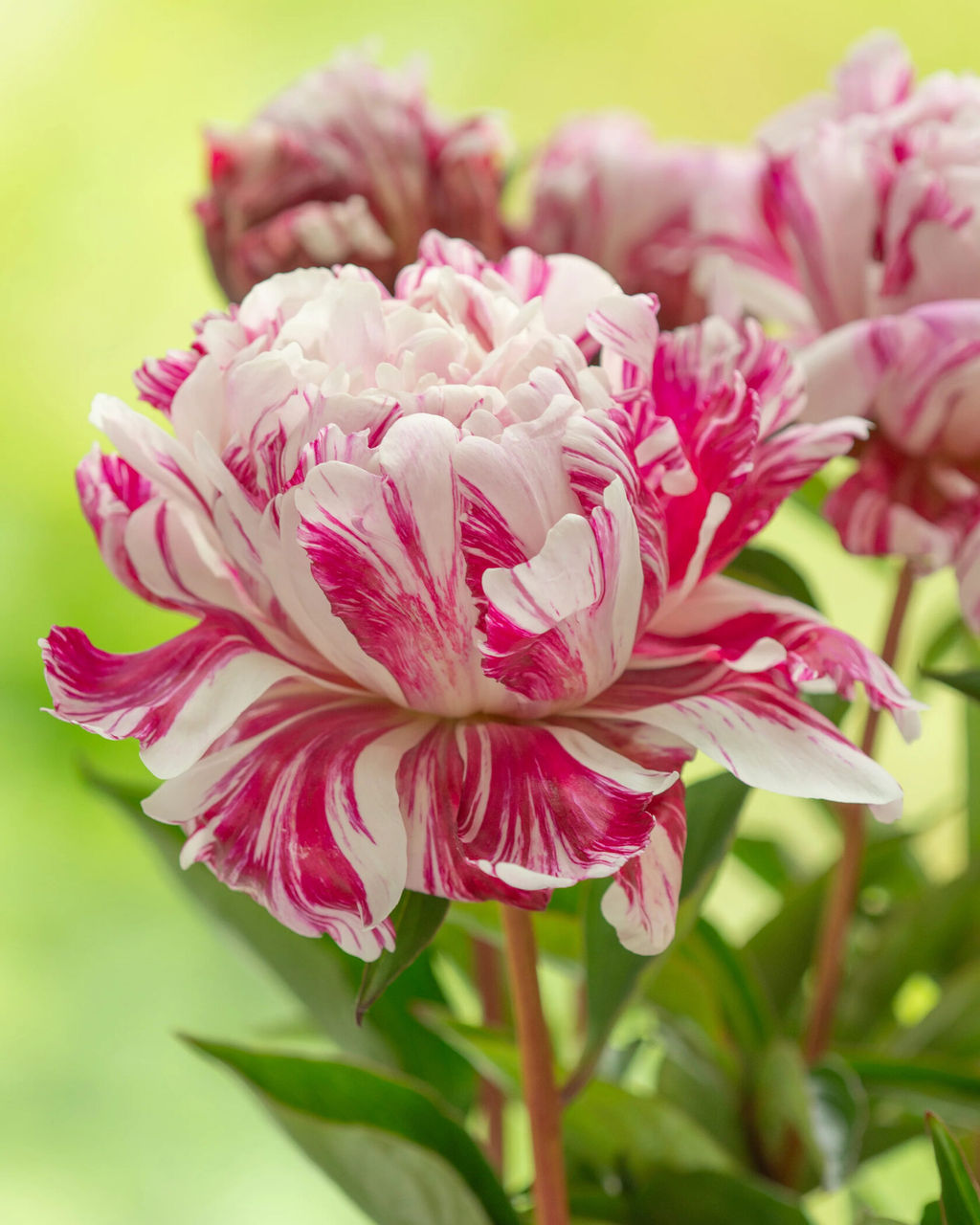 Пион Candy Striped - Голландские луковицы фото 2