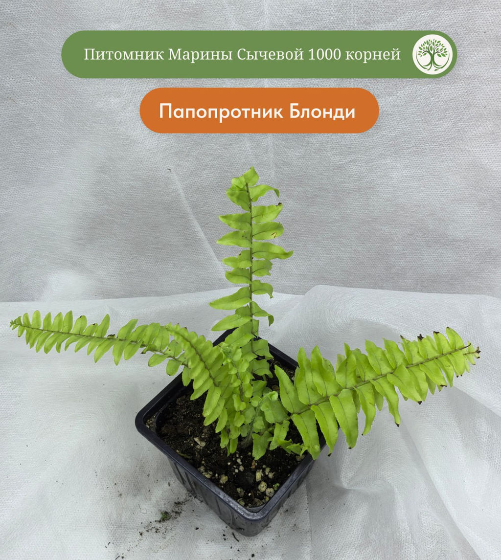 Папоротник Блонди, горшок 0,3 л - 1000корней фото 3