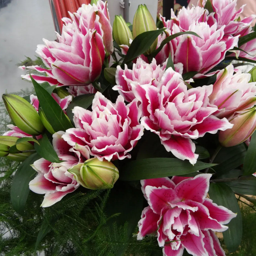 Лилия Roselily Samantha (Розовидный гибрид) - Голландские луковицы фото 4