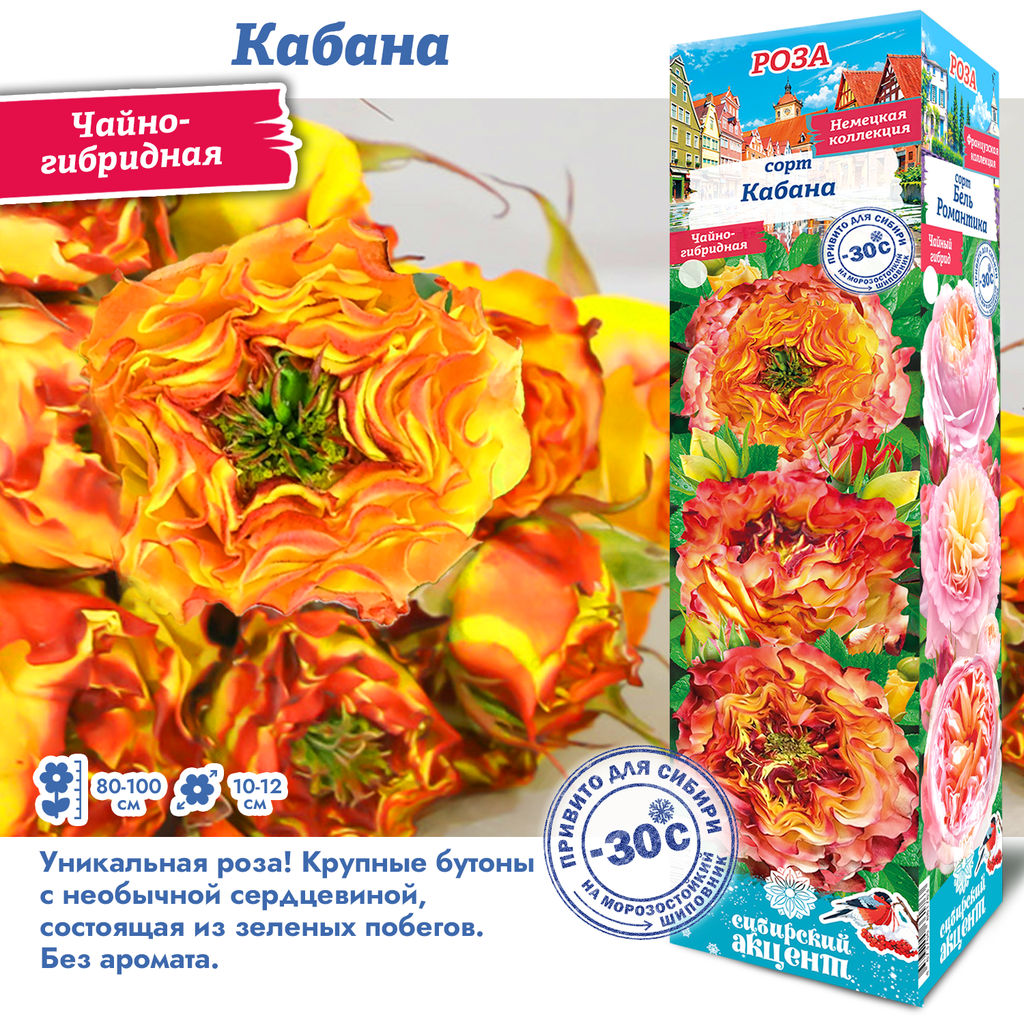 Роза Кабана (Чайно-гибридная) 1шт