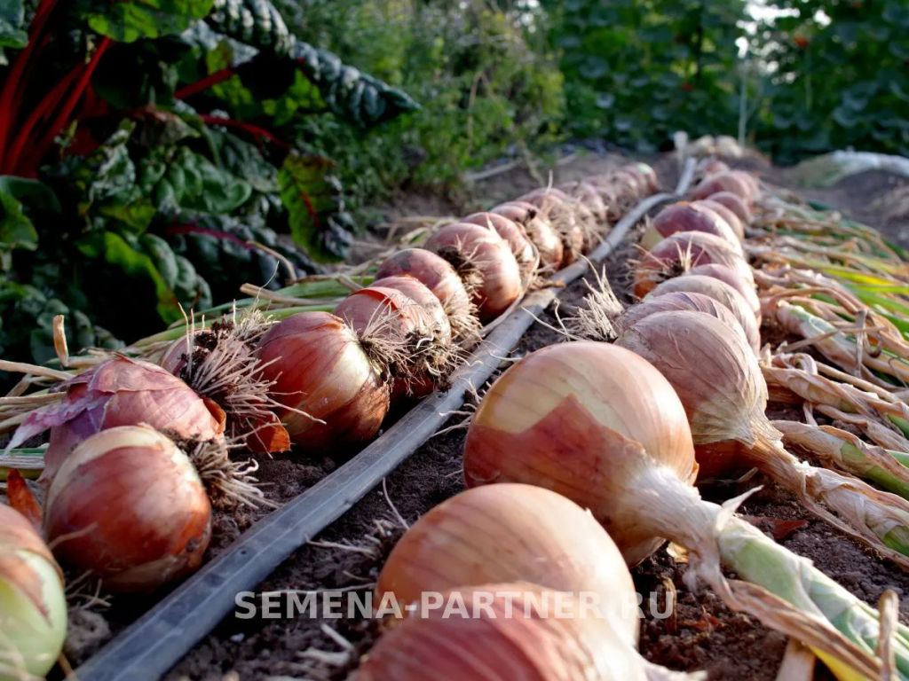 Лук репчатый Валеро - Партнер фото 3