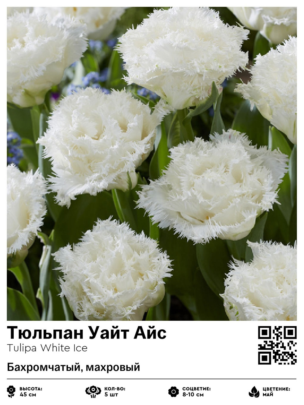 Тюльпан White Ice (Бахромчатый, махровый) - Голландские луковицы фото 2