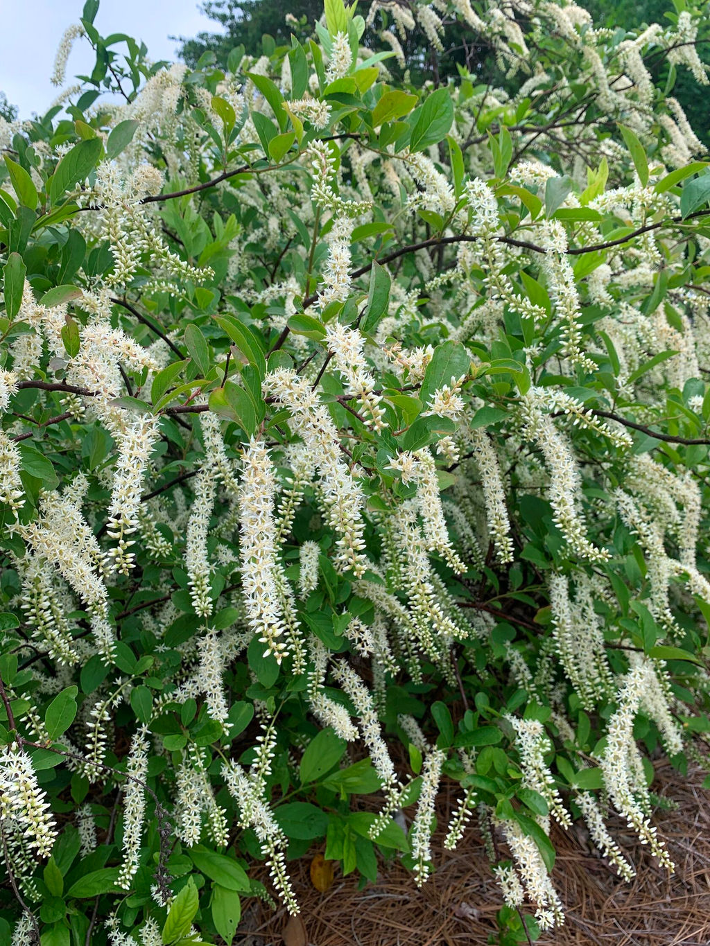 Итея виргинская Henrys Garnet (Генрис Гарнет) - Голландские луковицы фото 2