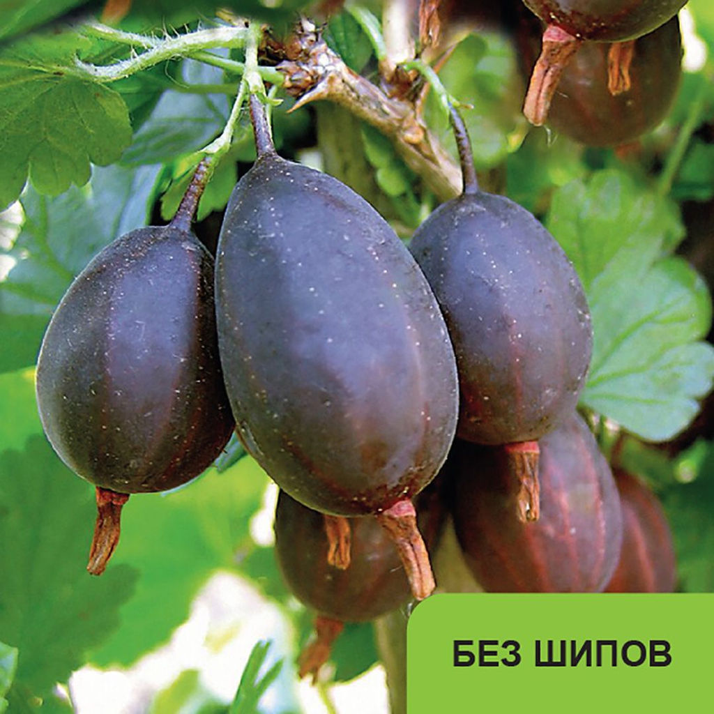 Крыжовник Грушенька (20-30см) Устойчив к заболеваниям!