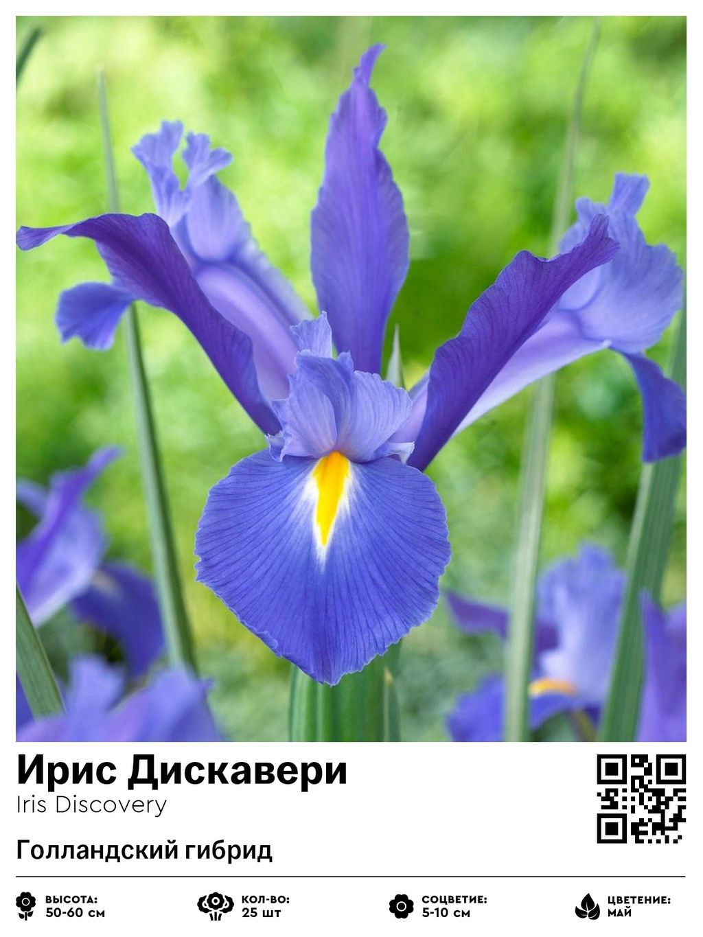 Ирис Discovery (Голландский гибрид) - Голландские луковицы фото 2