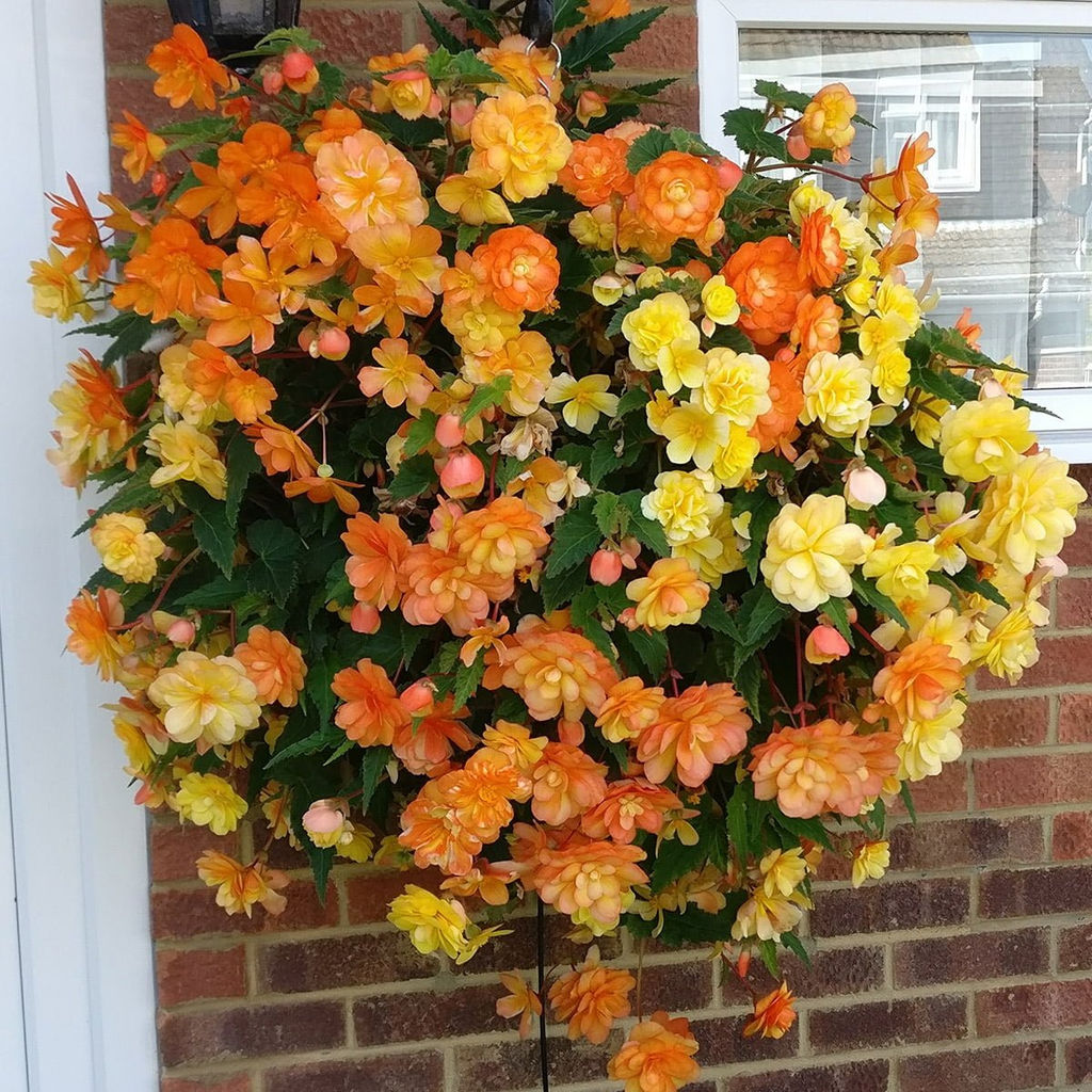 Бегония Illumination Apricot - Голландские луковицы фото 4