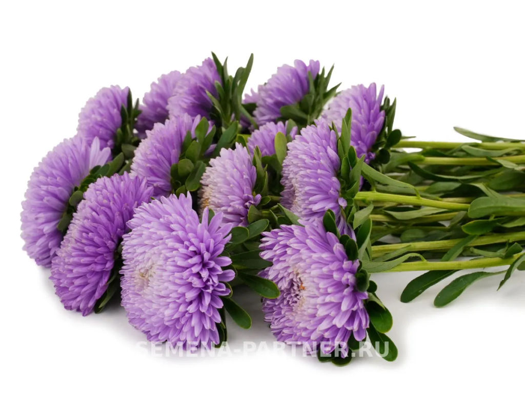 Астра китайская Лебединая Верность - Партнер фото 4