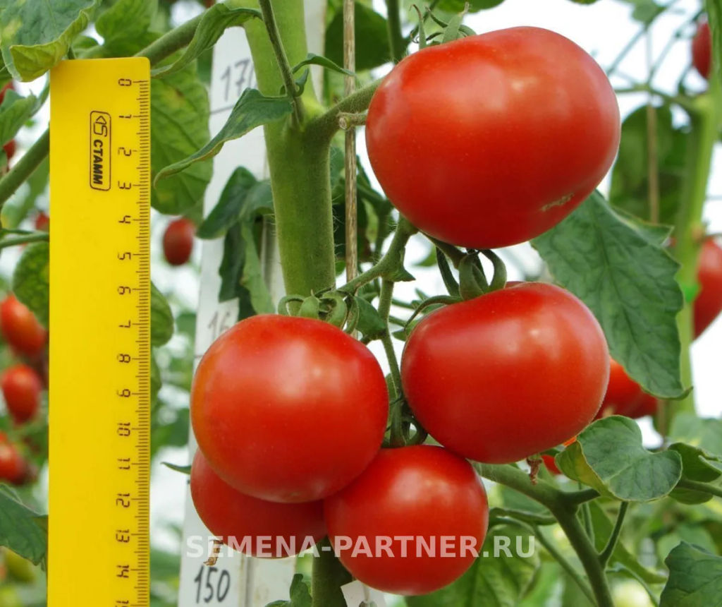 Томат Дерзкий Франк - Партнер фото 5