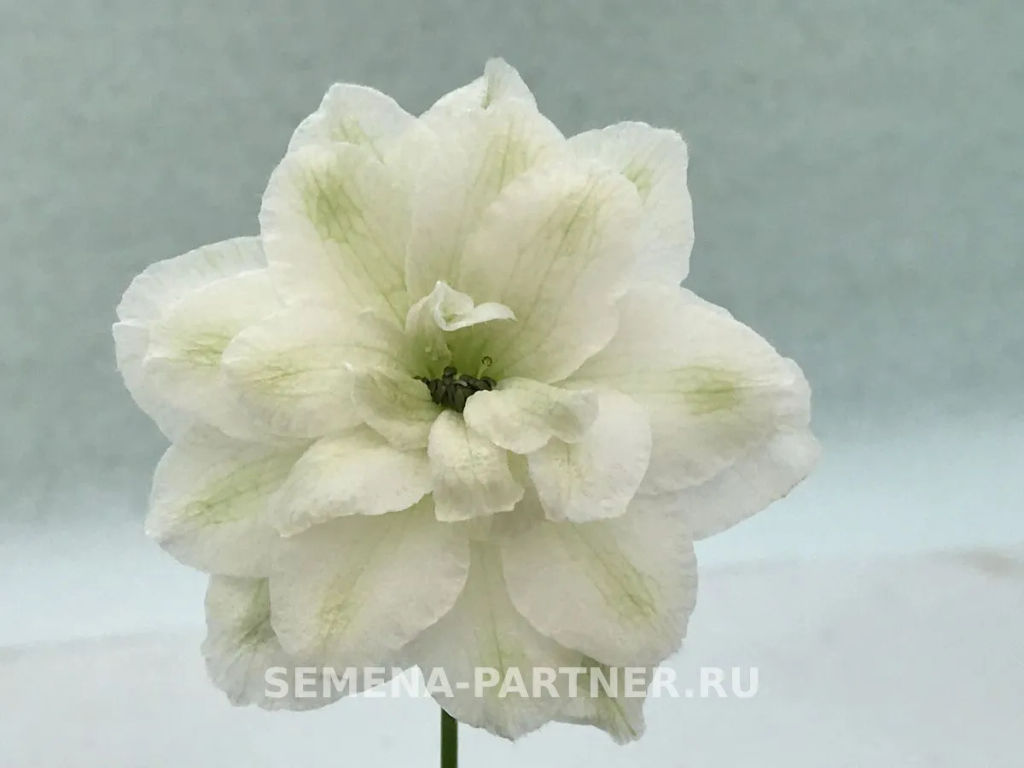 Дельфиниум Грин Твист - Партнер фото 5