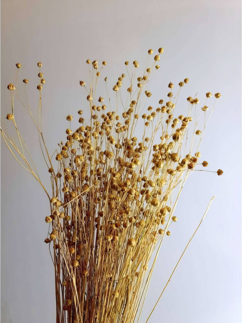 Лен натуральный, пучок 60г, 60 колосьев, h 60-70см