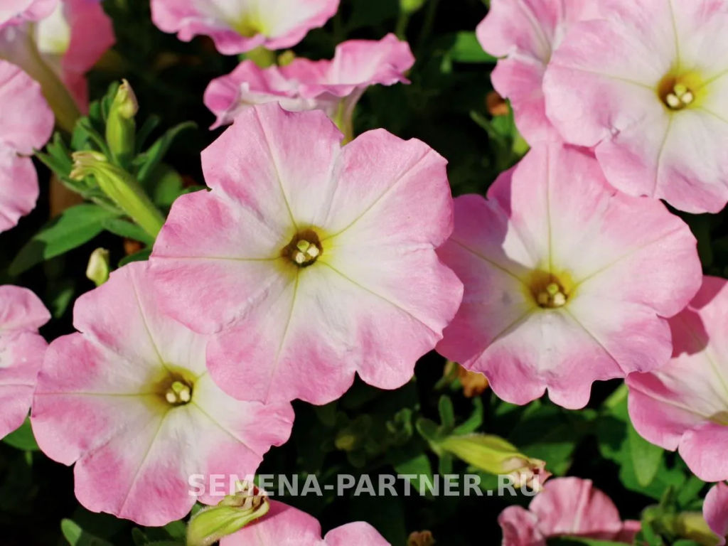 Петуния Зацветёт Short Корал Блаш многоцветковая каскадная - Партнер фото 3