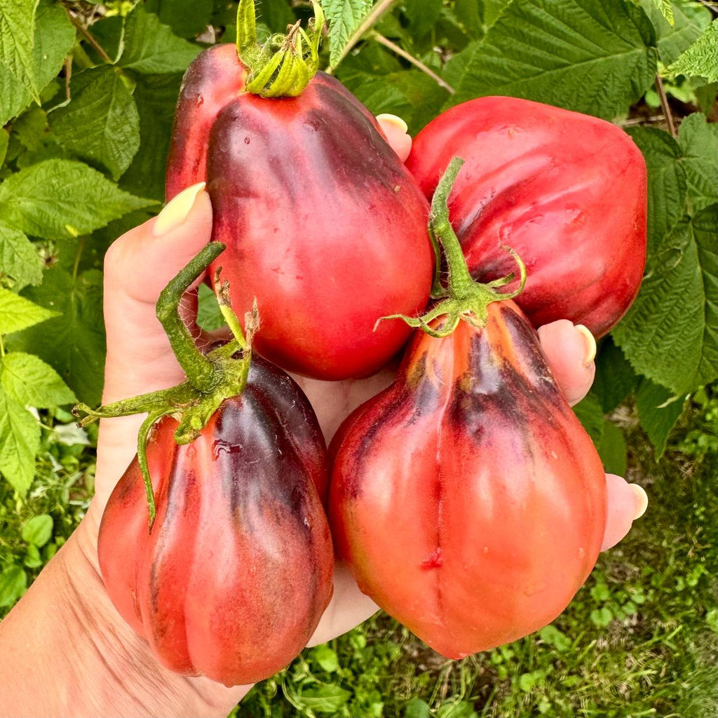 Малиновые носики Сержанта Пеппера Новинка: 2025 года