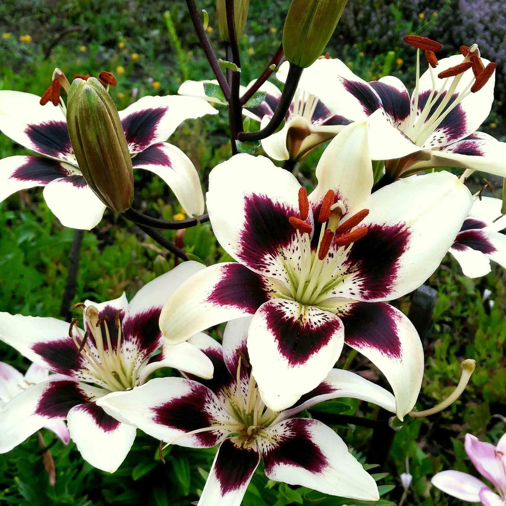 ЛИЛИЯ Патрициас Прайд Разбор 12/14 Кол-во упак., шт 5