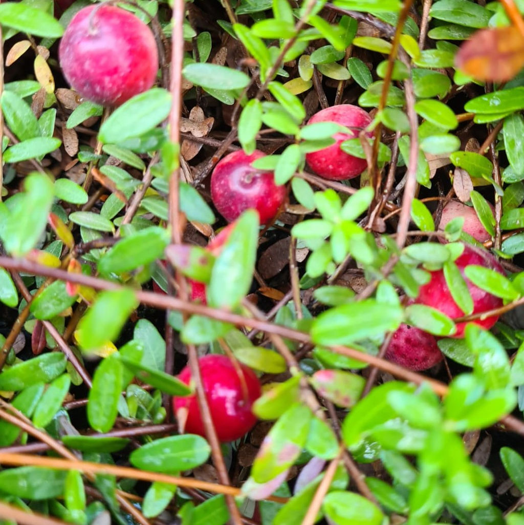 Клюква ХАБЕЛЬМАН