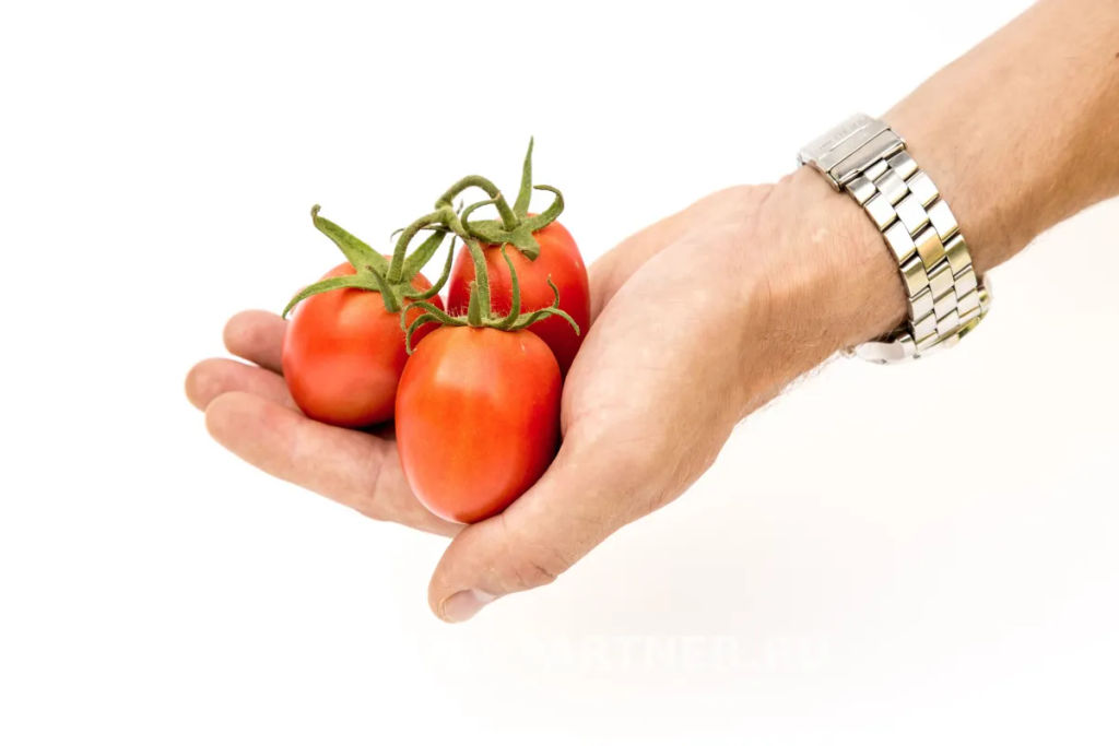 Томат Шпинель - Партнер фото 3