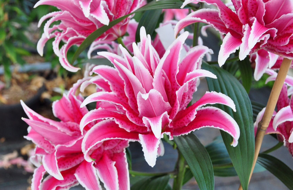 Лилия Roselily Lorena (Розовидный гибрид) - Голландские луковицы фото 3