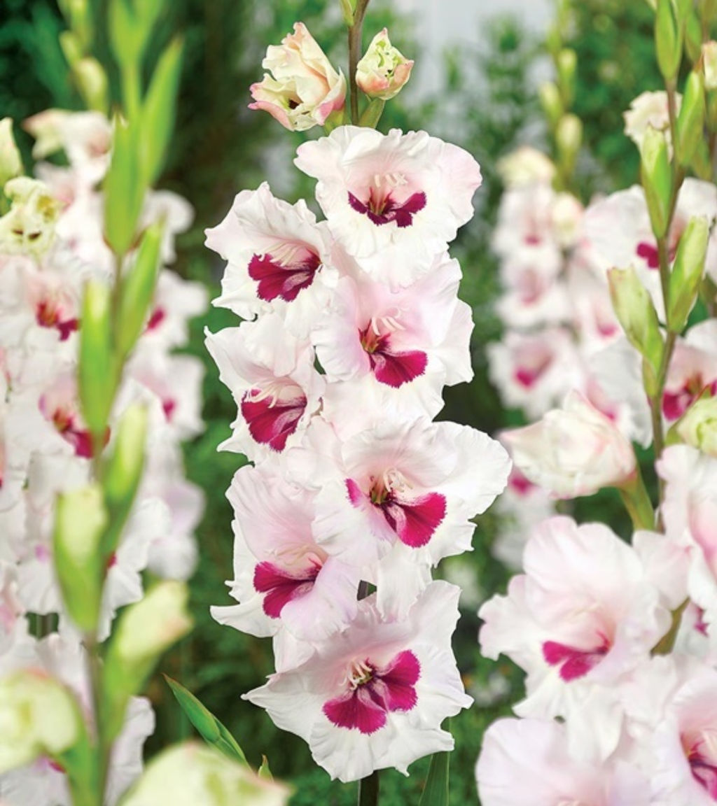 ГЛАДИОЛУС Цера Корсаж Разбор 10/12 Кол-во упак., шт 10