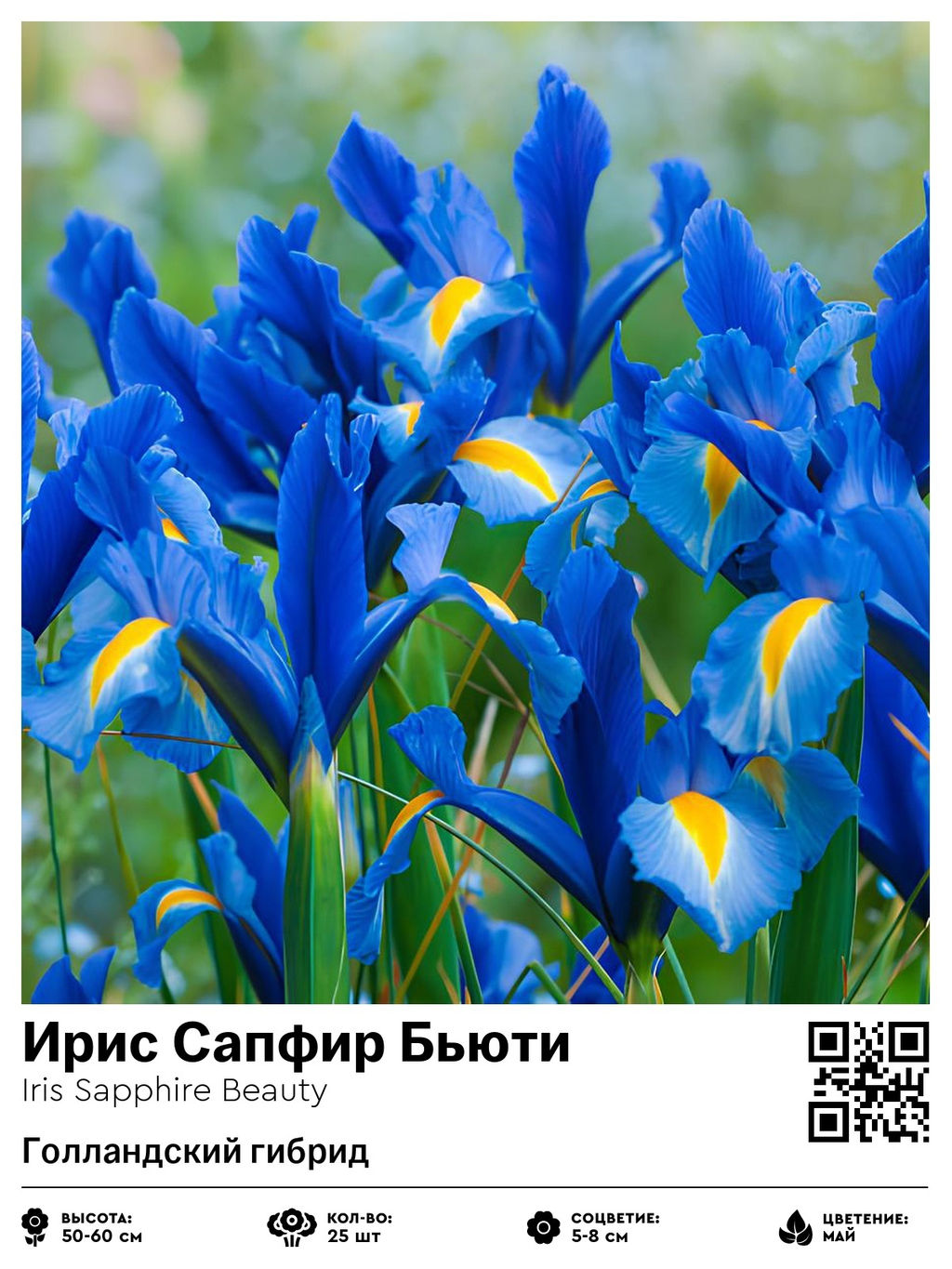 Ирис Sapphire Beauty (Голландский гибрид) - Голландские луковицы фото 2