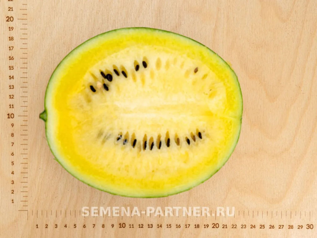 Арбуз Фейерверк - Партнер фото 4