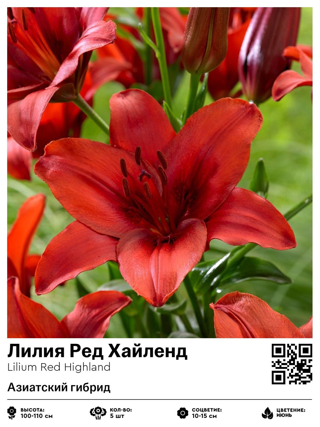Лилия Red Highland (Азиатский гибрид) - Голландские луковицы фото 2