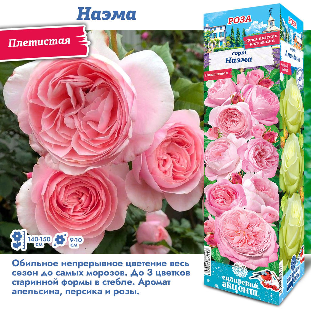 Роза Наэма (Плетистая) 1шт