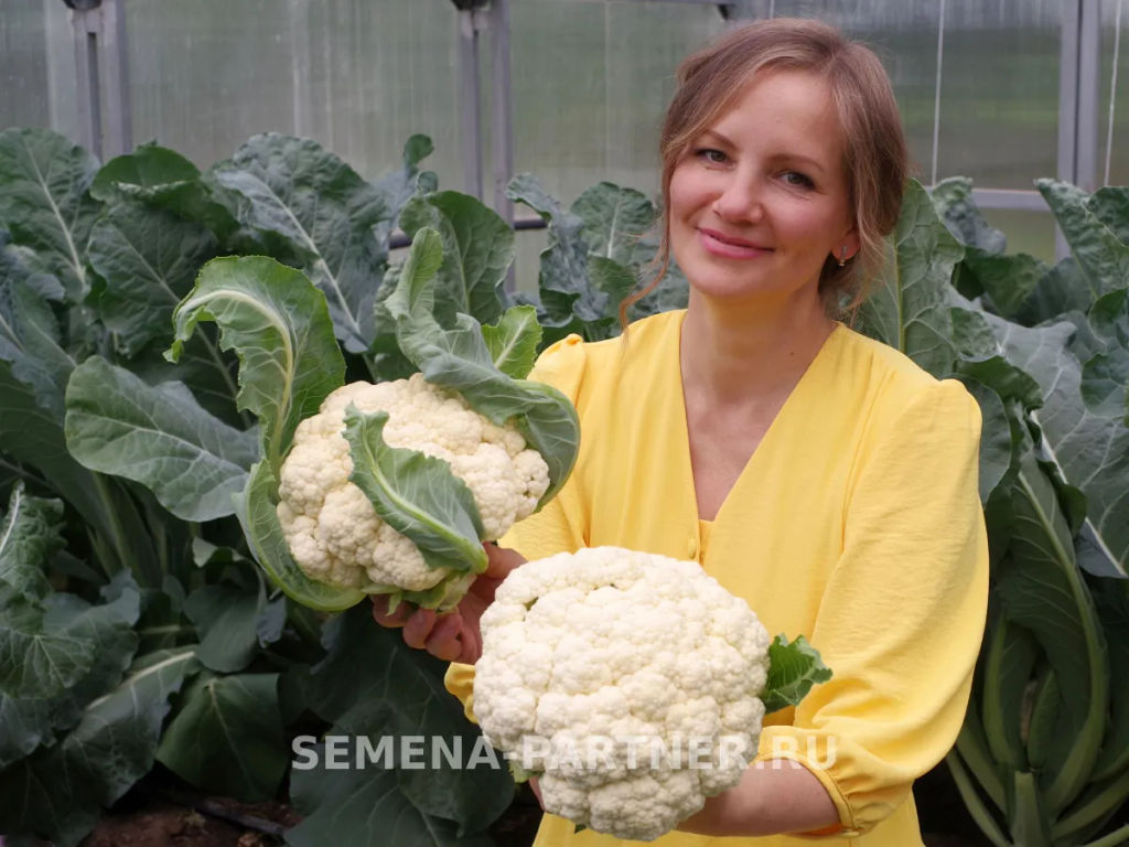 Капуста цветная Кул - Партнер фото 2