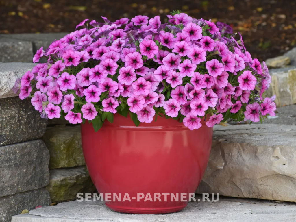 Петуния Изи Вэйв Плум Вайн каскадно-ампельная - Партнер фото 3