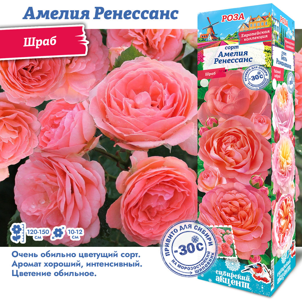 Роза Амелия Ренессанс (Шраб) 1шт