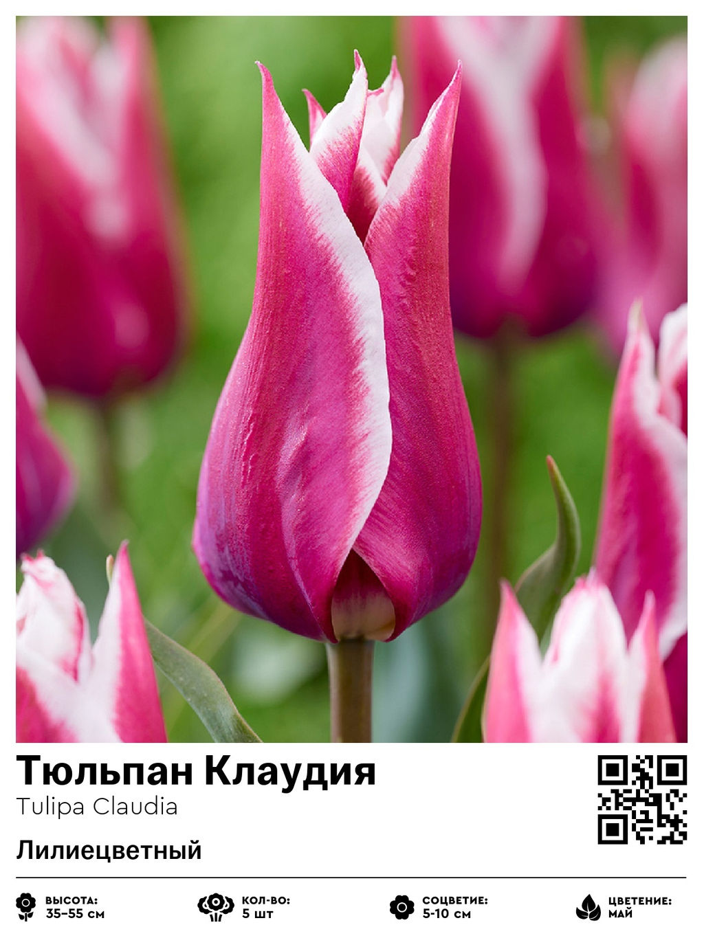 Тюльпан Claudia (Лилиецветный) - Голландские луковицы фото 4