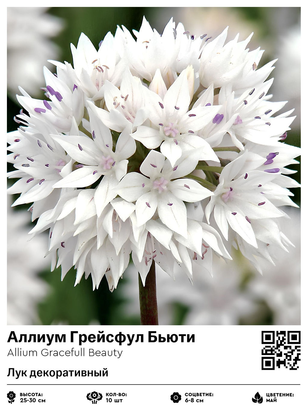 Аллиум Грейсфул Бьюти (Лук декоративный)