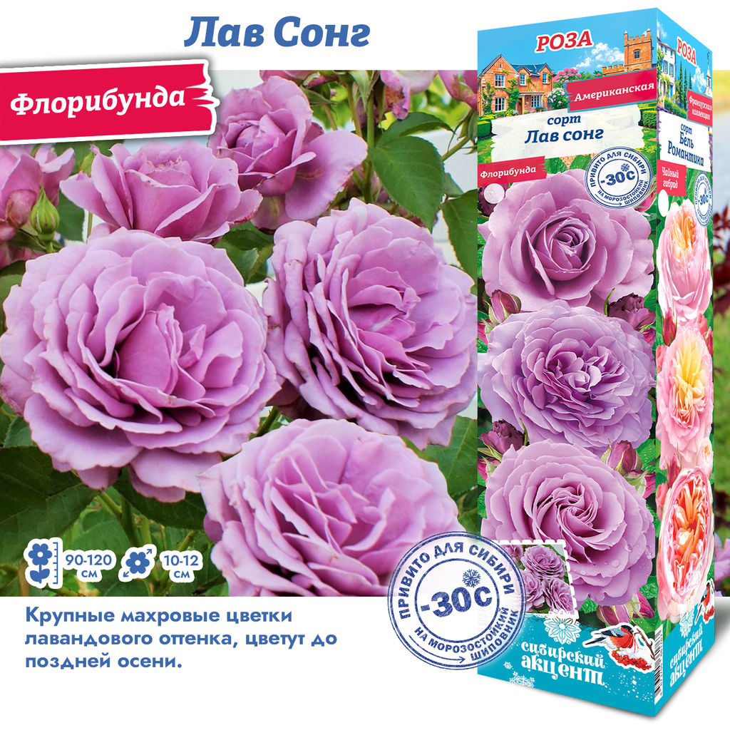 Роза Лав Сонг (Флорибунда) 1шт