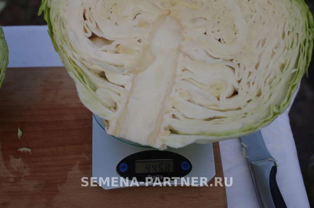 Капуста белокочанная среднепоздняя (для квашения) Фаворит - Партнер фото 7