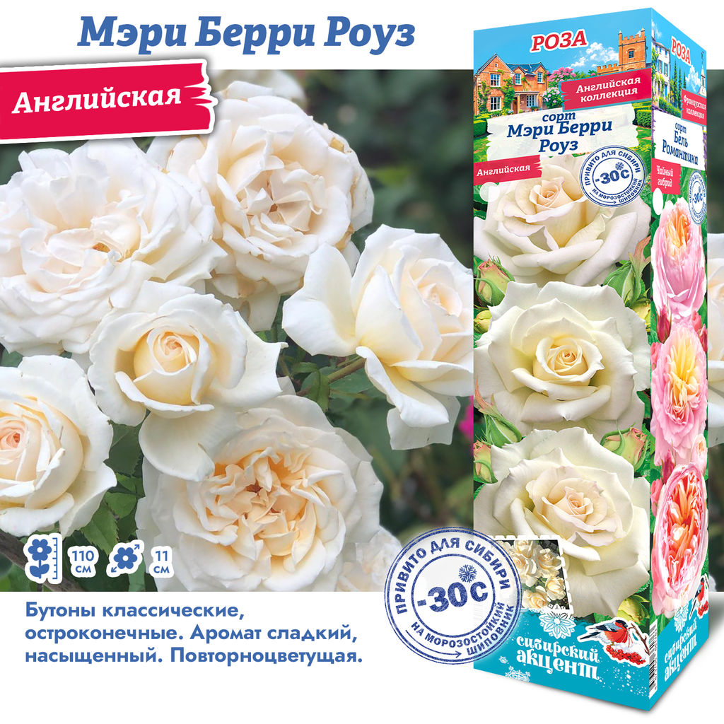 Роза Мери Берри Роуз (Английская) 1шт