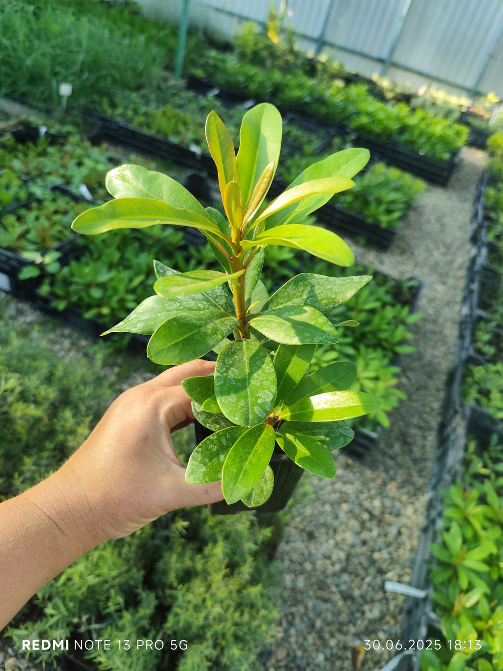 Рододендрон Cheer (Чир) - Долина роз фото 13