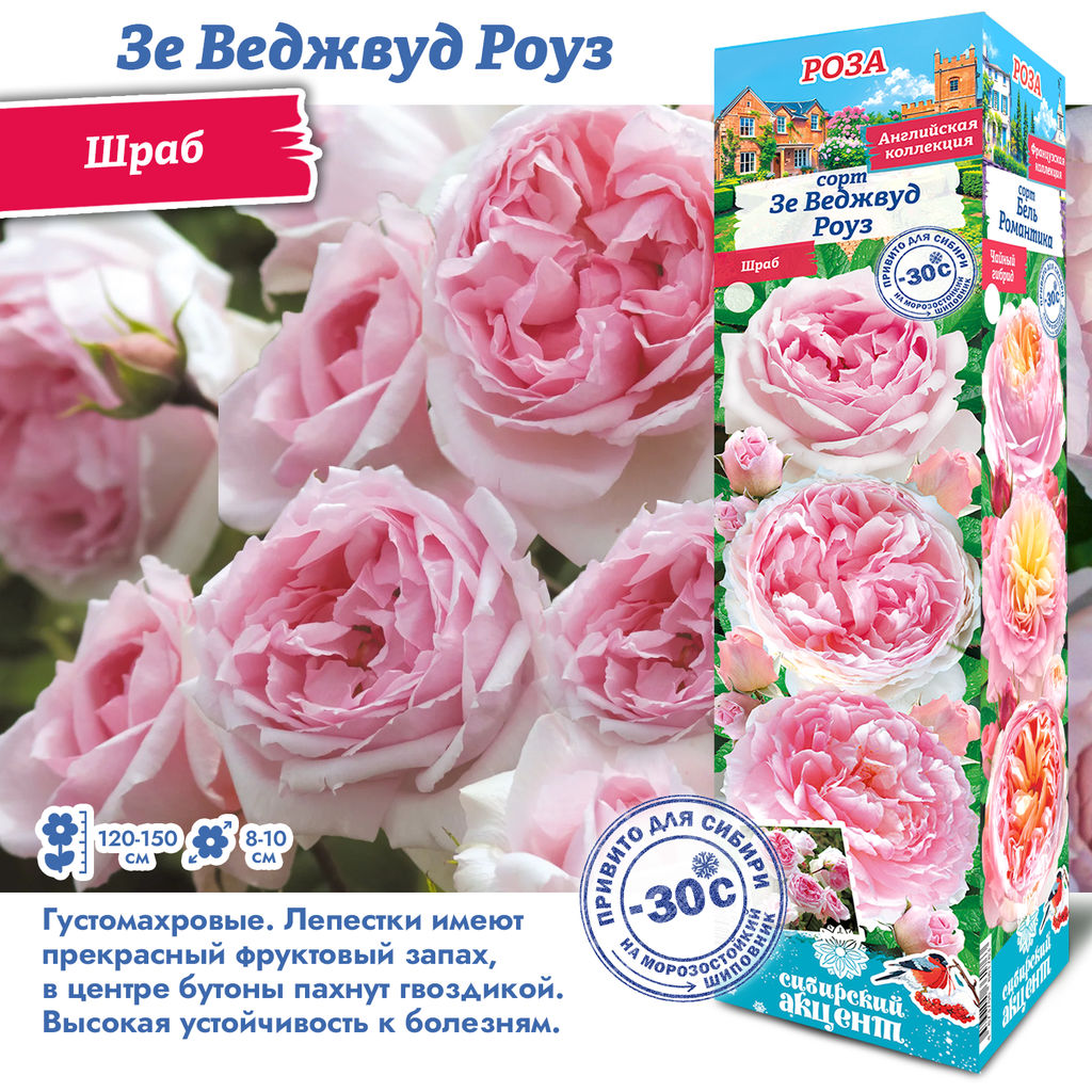 Роза Зе Веджвуд Роуз (Английская/Шраб) 1шт